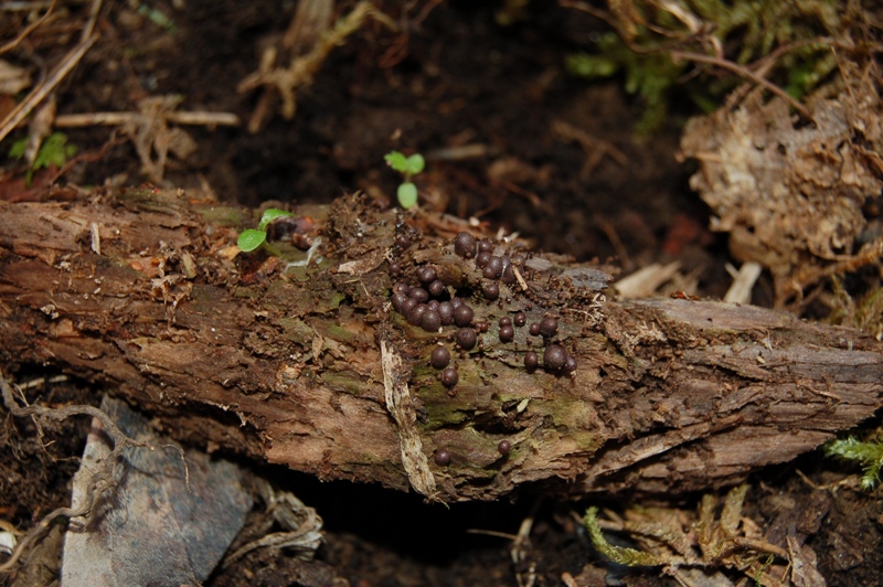 Lycogala epidendron con ospiti